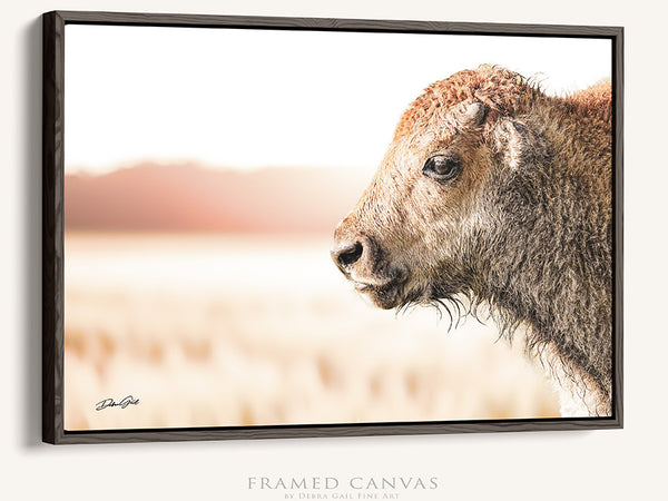 CLOSE UP BISON CALF - LIVING ROOM OR NURSERY ART