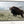 BIG BISON BULL ON THE PRAIRIE - RUSTIC WALL ART