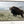 BIG BISON BULL ON THE PRAIRIE - RUSTIC WALL ART