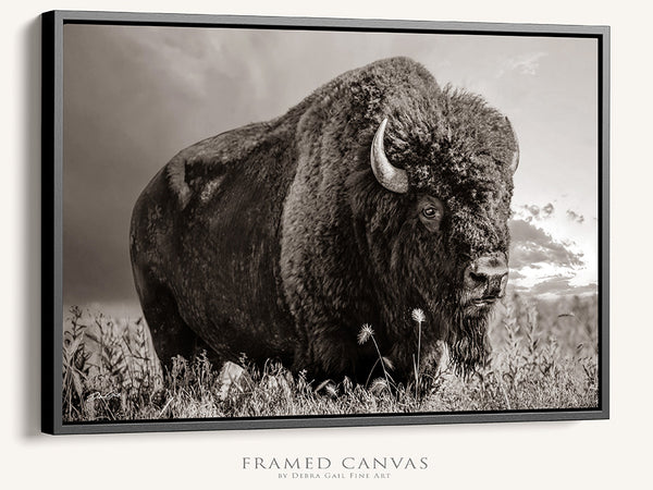 LARGE BISON WALL ART PRINT OR CANVAS BY DEBRA GAIL