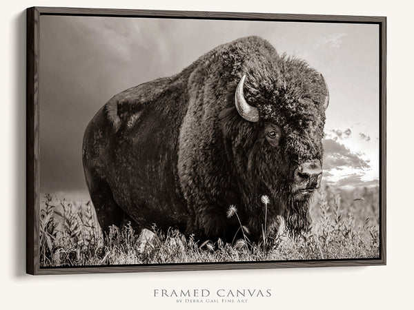 LARGE BISON WALL ART PRINT OR CANVAS BY DEBRA GAIL