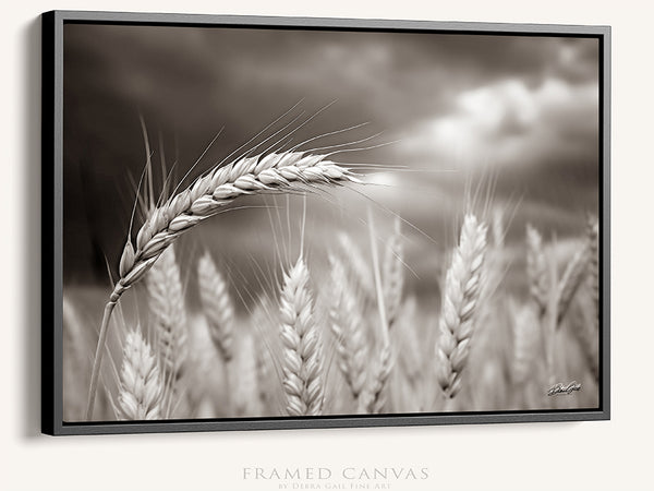 WHEATFIELD IN KANSAS - FARMHOUSE SEPIA DECOR