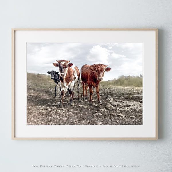 Longhorn Cow Print Picture - Cute Baby Calves