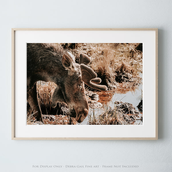 Rustic Moose Wall Art - Wildlife Photography Canvas or Print