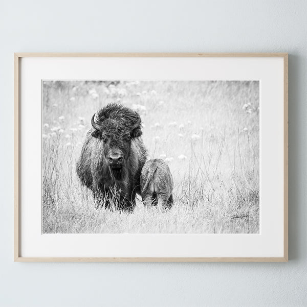 BLACK AND WHITE BUFFALO AND CALF - FARMHOUSE DECOR