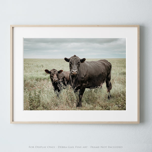 Black Angus Cows Rustic Fine Art Photography | Western Farmhouse