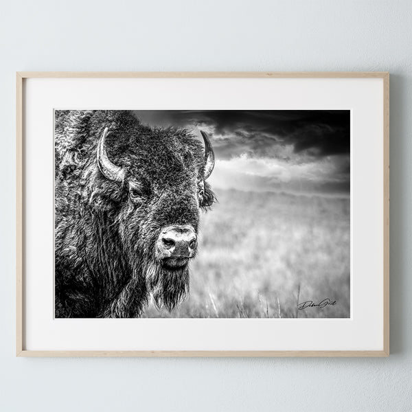 HUGE BISON CLOSE UP PRINT - BUFFALO WALL ART