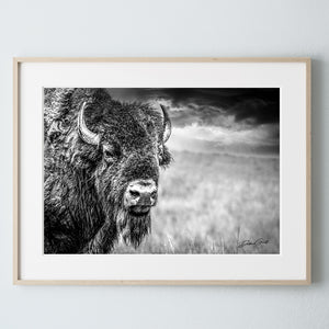 American Bison Canvas Print | Black and White Western Wildlife Wall Art