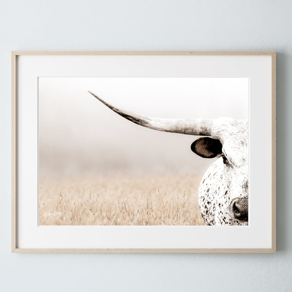 TEXAS LONGHORN CLOSE UP - CONTEMPORARY FARMHOUSE