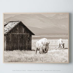 White Buffalo Wall Art | Western Wildlife Fine Art