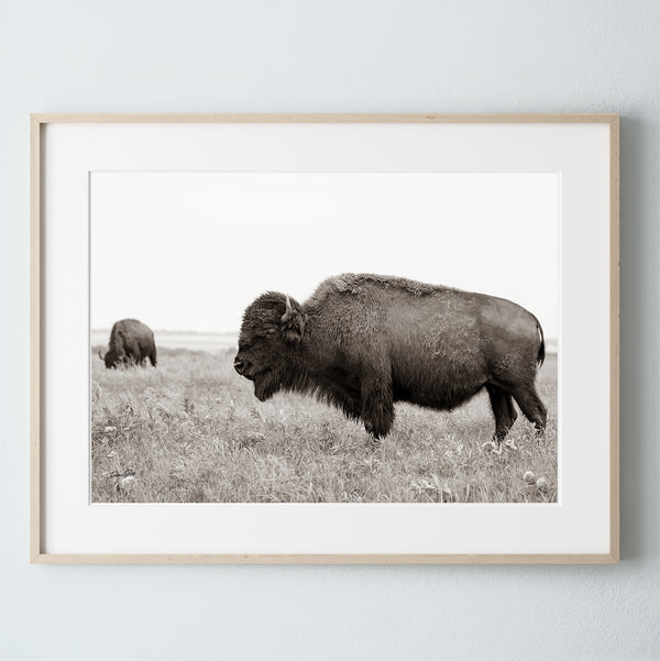 BUFFALO ART PRINT - NEUTRAL TONES