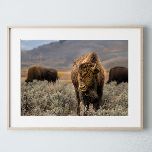 BISON AT YELLOWSTONE ART PRINT - WESTERN