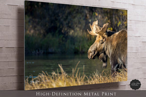 Moose wall art – rustic wildlife fine art photography by Debra Gail Fine Art