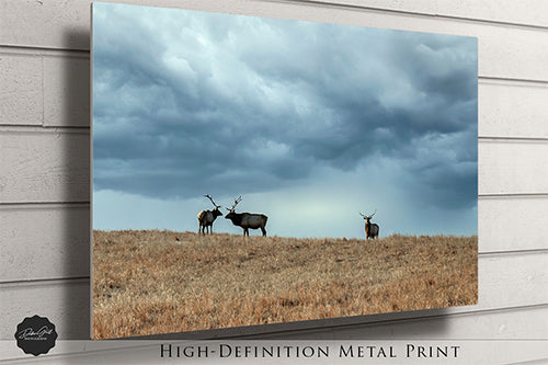 Elk in a Storm Canvas, Framed Decor