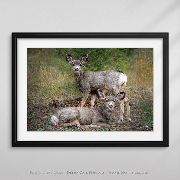 a couple of deer standing next to each other