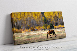 A horse grazing in a field with a backdrop of autumn trees.