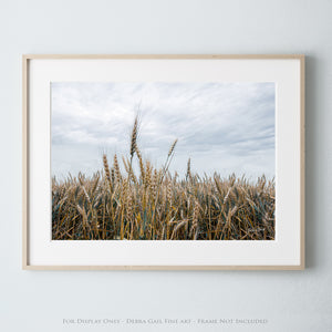 a picture of a field of wheat under a cloudy sky