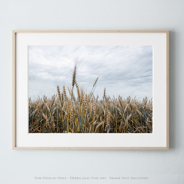 a picture of a field of wheat under a cloudy sky