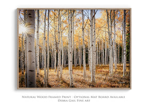 A serene forest scene with a sunlit path winding through the trees, creating a warm and peaceful atmosphere.