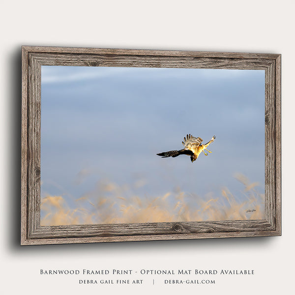 Wall Decor Print of a Northern Harrier Hawk in Flight No. 2633