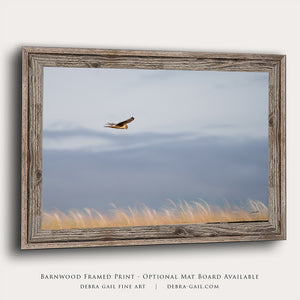 Northern Harrier Hawk in flight art print canvas framed rustic wildlife picture