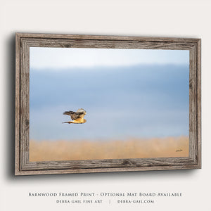 Northern Harrier Hawk in flight art print canvas framed rustic wildlife picture