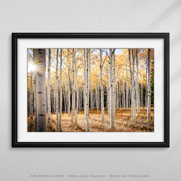 Golden Glow in the Aspen Grove - Fine Art Photography Print