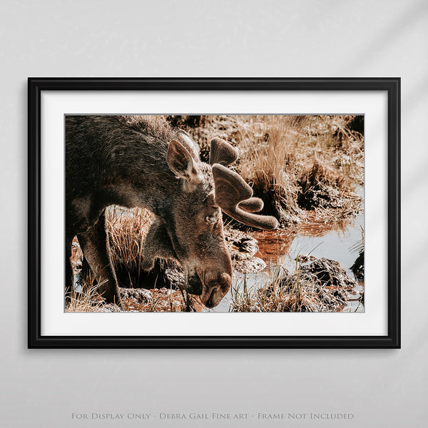 Rustic Moose Wall Art - Wildlife Photography Canvas or Print