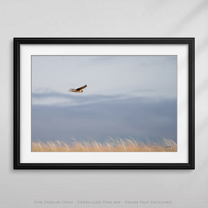 Northern Harrier Hawk in flight art print canvas framed rustic wildlife picture