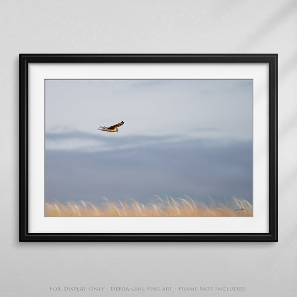 Wall Decor Print of a Northern Harrier Hawk in Flight