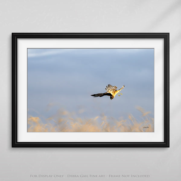 Wall Decor Print of a Northern Harrier Hawk in Flight No. 2633