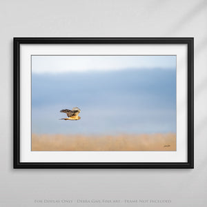 Northern Harrier Hawk in flight art print canvas framed rustic wildlife picture