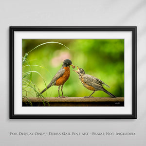 American Robin wall art - baby birds photography by Debra Gail Fine Art