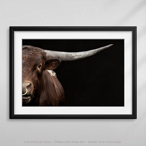 Texas Longhorn wall art – Western ranch photography print by Debra Gail Fine Art