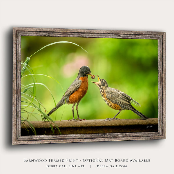 Mother Bird Red Robin, Baby Bird, Bird Feeding Wildlife Art