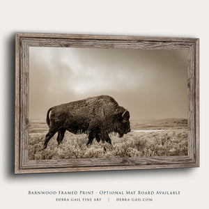 Buffalo neutral Bison wall art canvas – rustic prairie photography print 