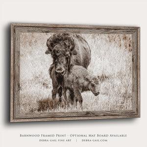 Bison wall art – rustic prairie photography print by Debra Gail Fine Art