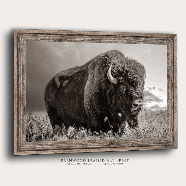 LARGE BISON WALL ART PRINT OR CANVAS BY DEBRA GAIL