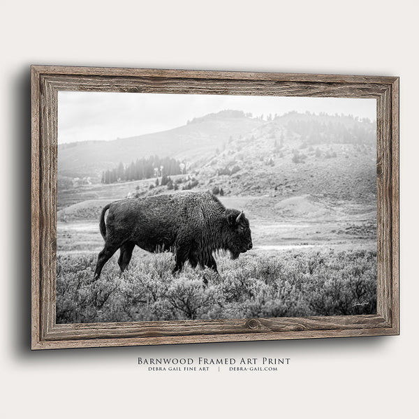 AMERICAN BISON BULL - BLACK AND WHITE YELLOWSTONE ART