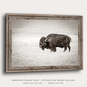 Buffalo fine art print – Great Plains wildlife wall decor by Debra Gail Fine Art