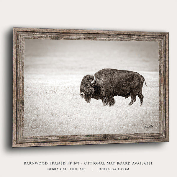 SOLITARY BISON - FINE ART PHOTOGRAPHY PRINT