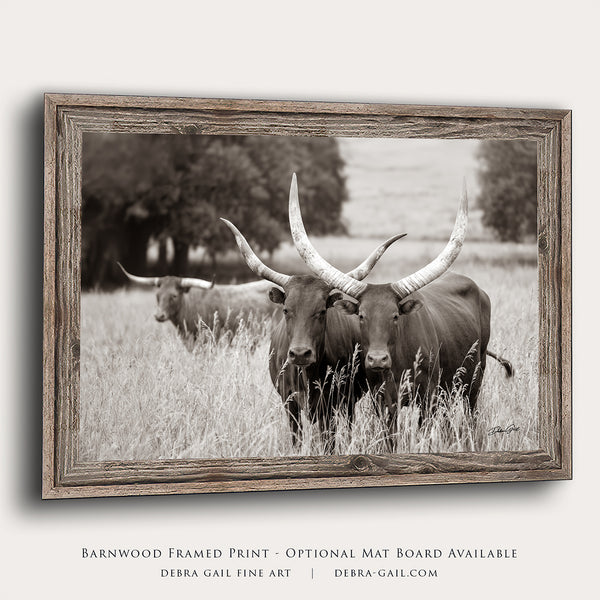 Longhorn Watusi Cattle Canvas Picture - Western Decor