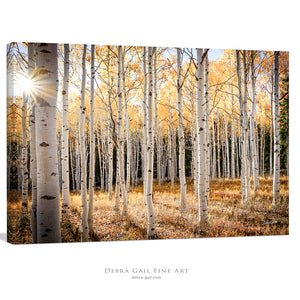 A serene forest scene with a sunlit canopy of birch trees displaying vibrant autumn colors.