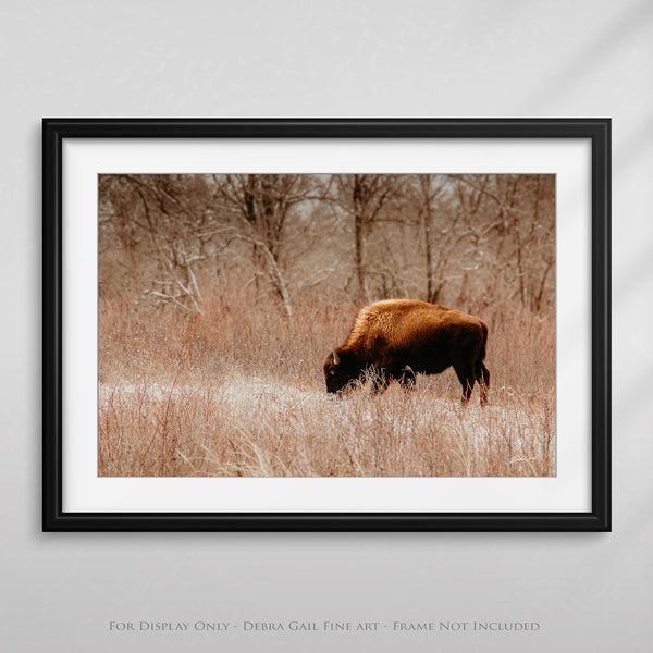 a picture of a bison grazing in a field