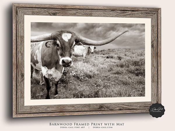 Longhorn Cow Picture