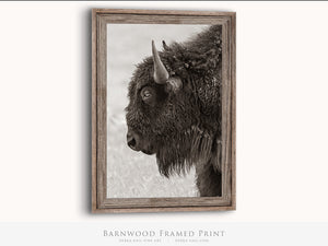 Bison wall art – rustic prairie photography print by Debra Gail Fine Art