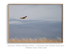 Northern Harrier Hawk in flight art print canvas framed rustic wildlife picture