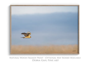 Northern Harrier Hawk in flight art print canvas framed rustic wildlife picture