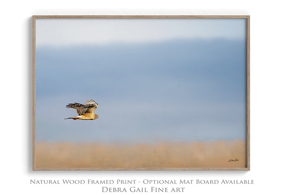 Wall Decor Print of a Northern Harrier Hawk in Flight No. 2657