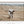 Longhorn Cow Print or Canvas - Neutral Farmhouse Artwork